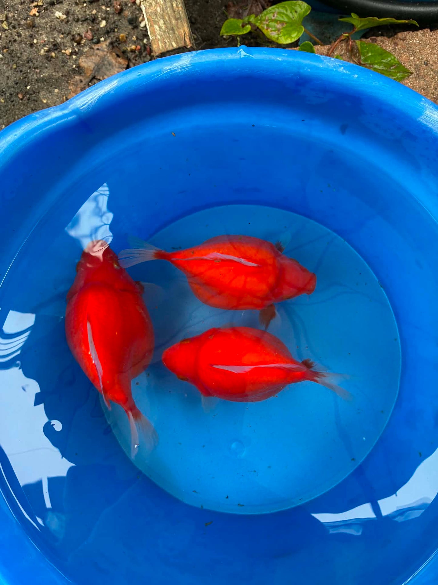 Super Red Tamasaba 1 year Old 5-6 Inch Female