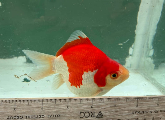Red White Tosai Tamasaba 1 Yr Old M