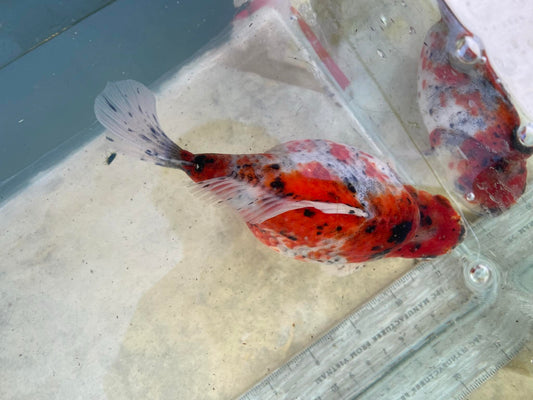 NND 2-3 Yrs Old  Tricolors Tamasaba 6-7 In Male