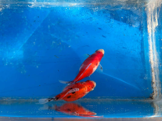2 Calico Tamasaba Goldfish 3-4 Inch B