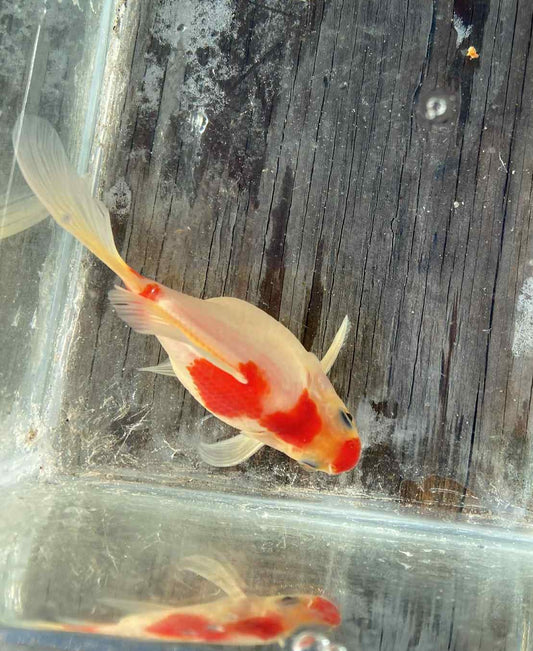 Red White Tamasaba Goldfish J