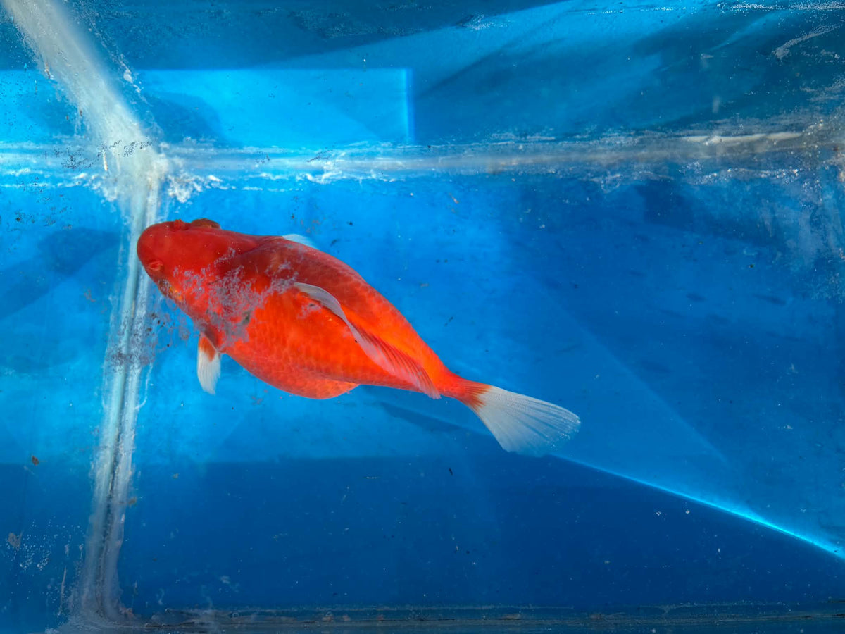 Red Tamasaba Goldfish 4-5 Inc B