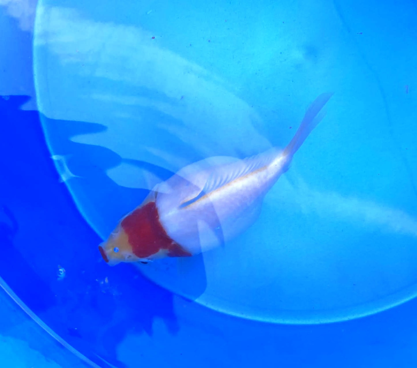 Jumbo Tamasaba Goldfish C