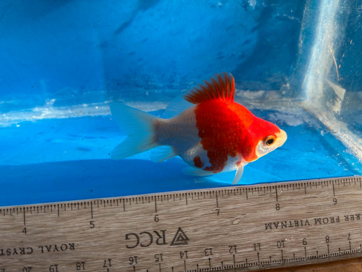 Red White Tamasaba Goldfish 3-4 Inch M