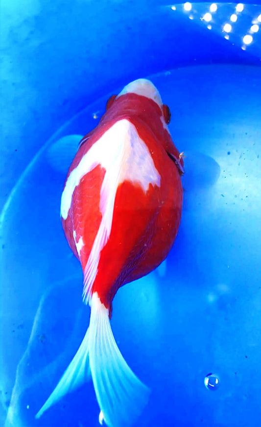 HQ Snow White Super Red Tamasaba 5-6 in C