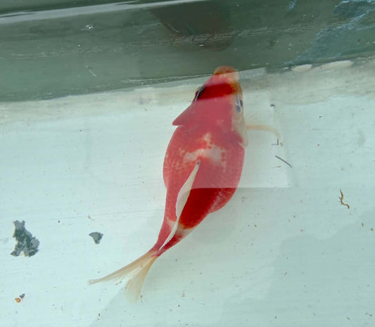 Red White Tosai Tamasaba 1 Yr Old Female S