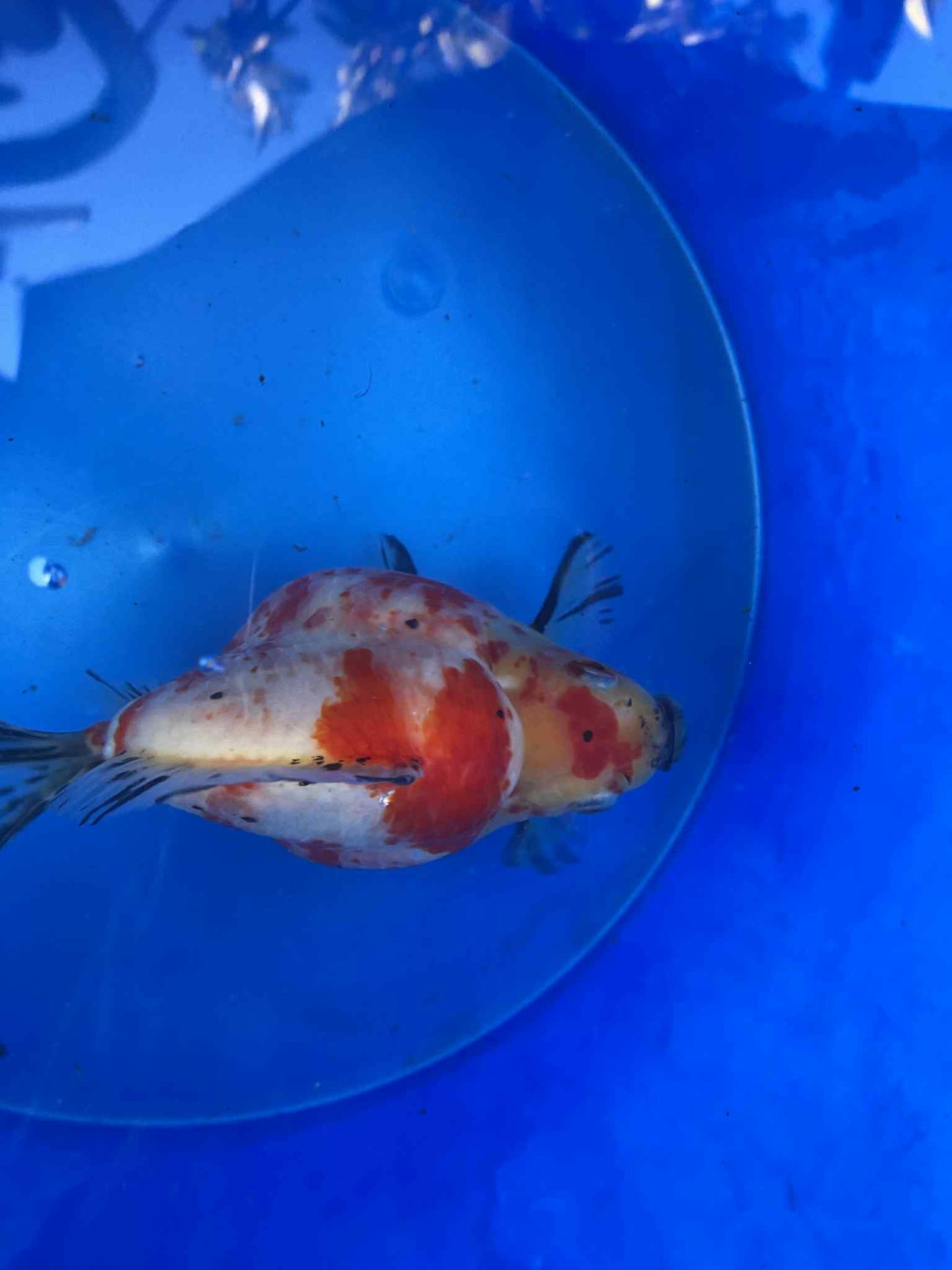 NND 2-3 Years Old Red/White Tamasaba 5-6 in I