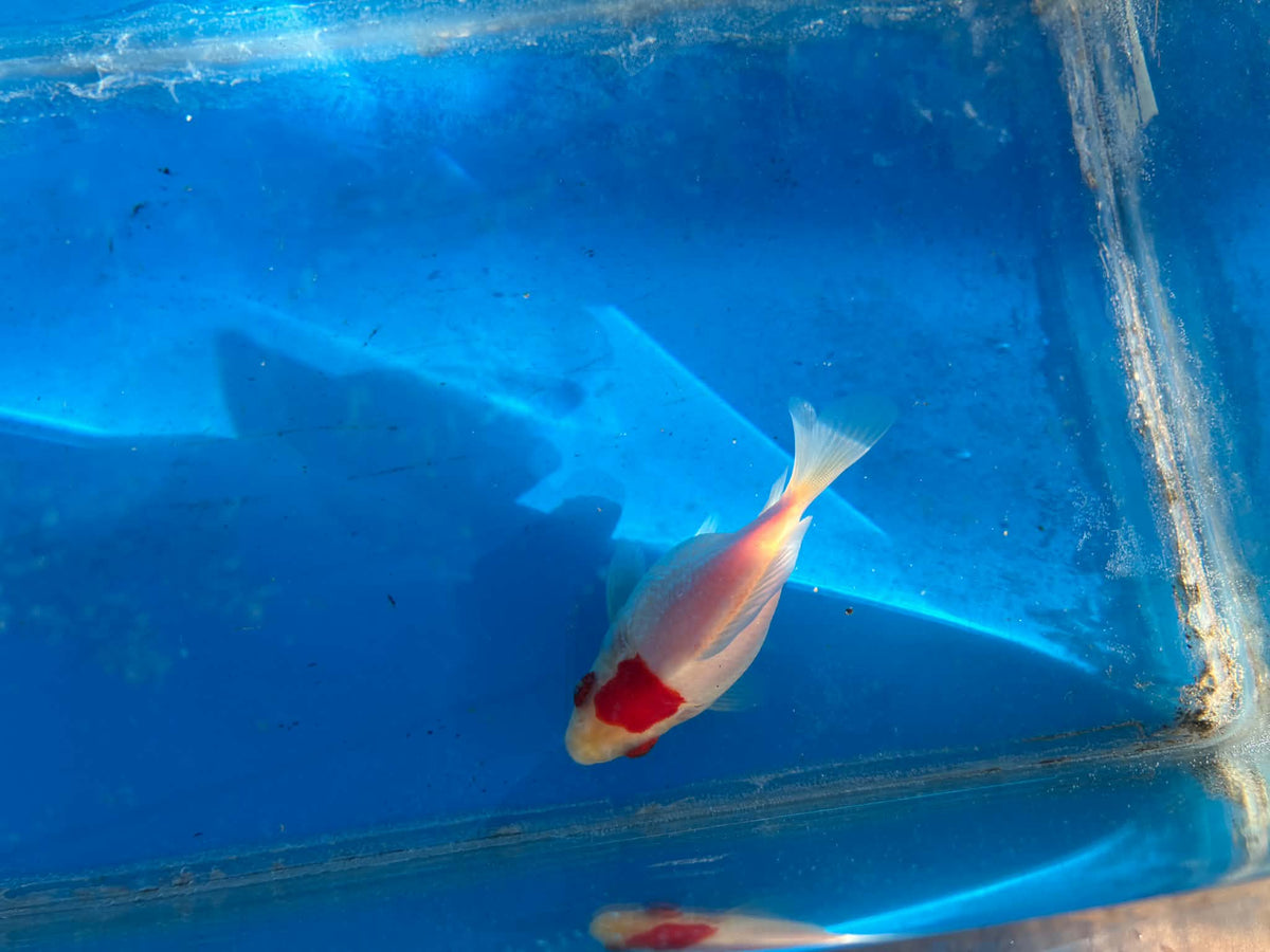 Red White Tamasaba Goldfish 3-4 Inch I