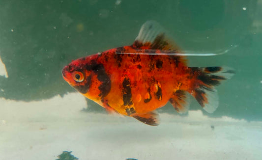 Tosai Tamasaba 1 Yr Old L