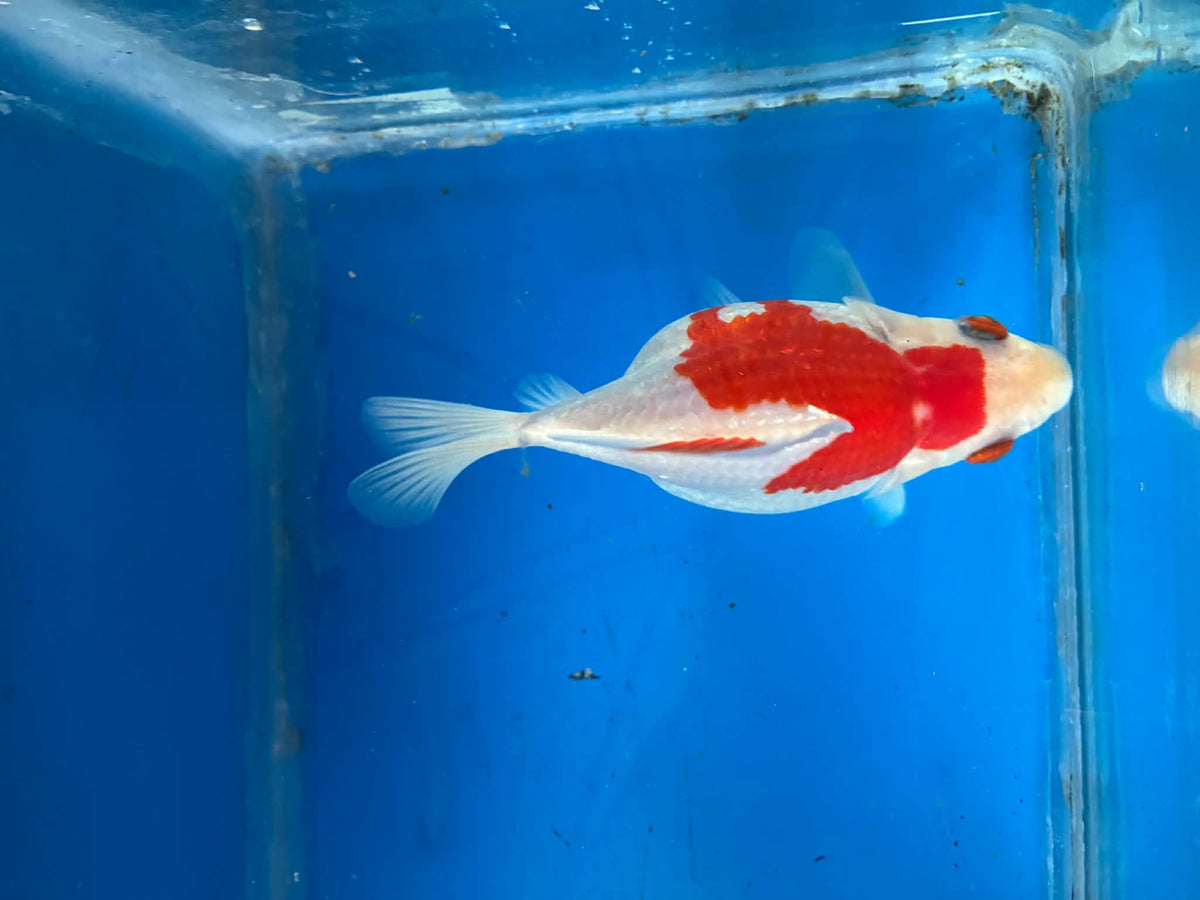 Red Tamasaba Goldfish 4-5 Inc F