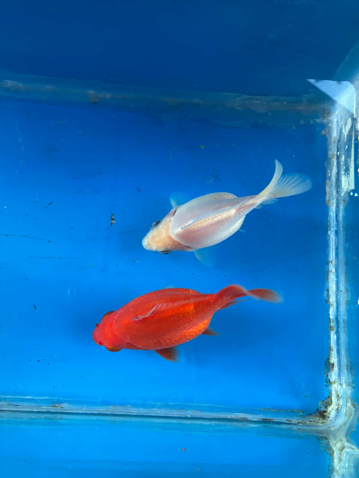 Red White Pair Tamasaba Goldfish 3-4 Inch