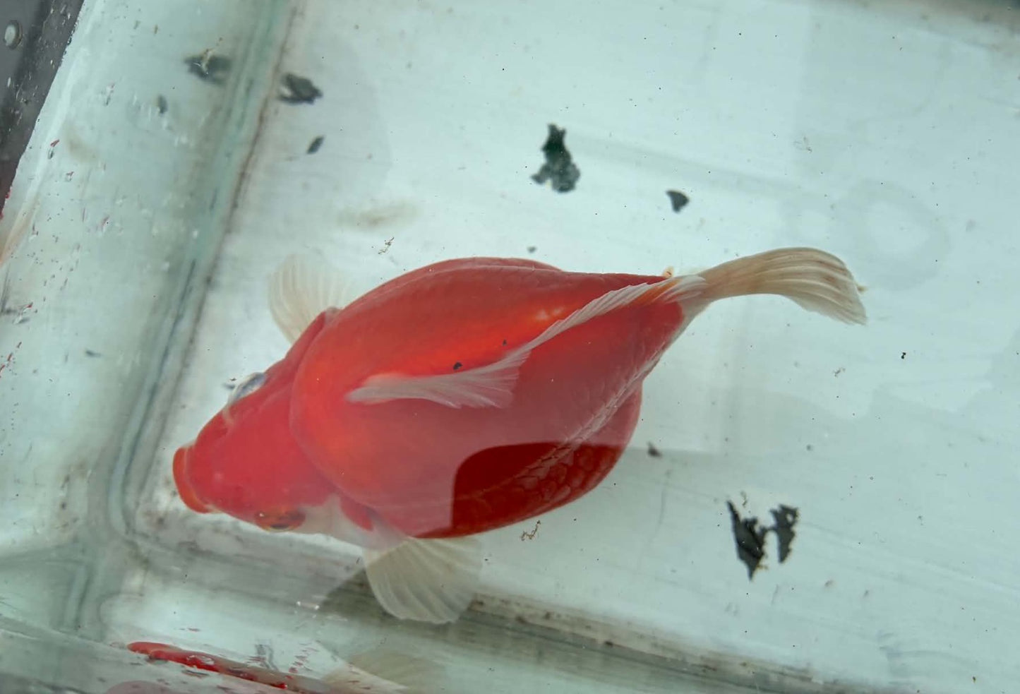 Super Red White Tosai Tamasaba 1 Yr Old H Female
