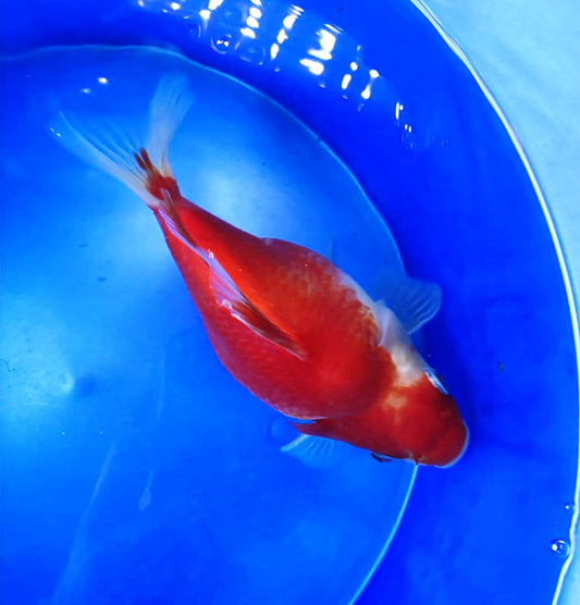 Red/White Tamasaba 5-6 in F