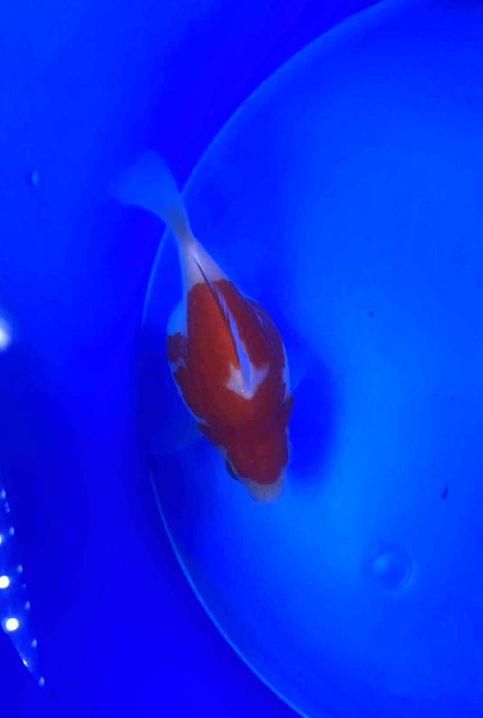 Jumbo Tamasaba Goldfish batch 2 3-4 inch K