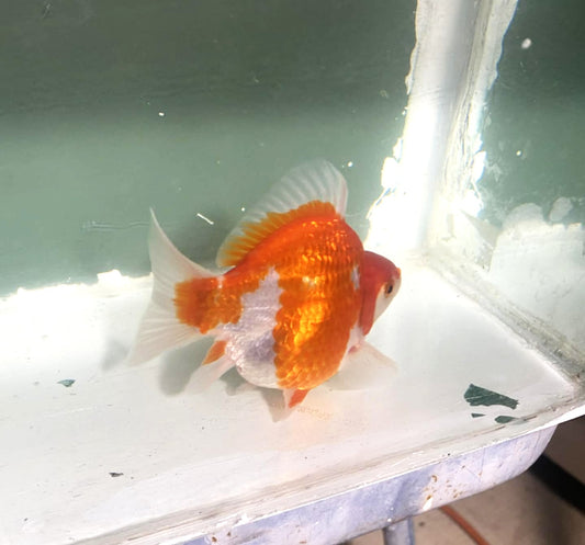 Jumbo Tamasaba Goldfish O