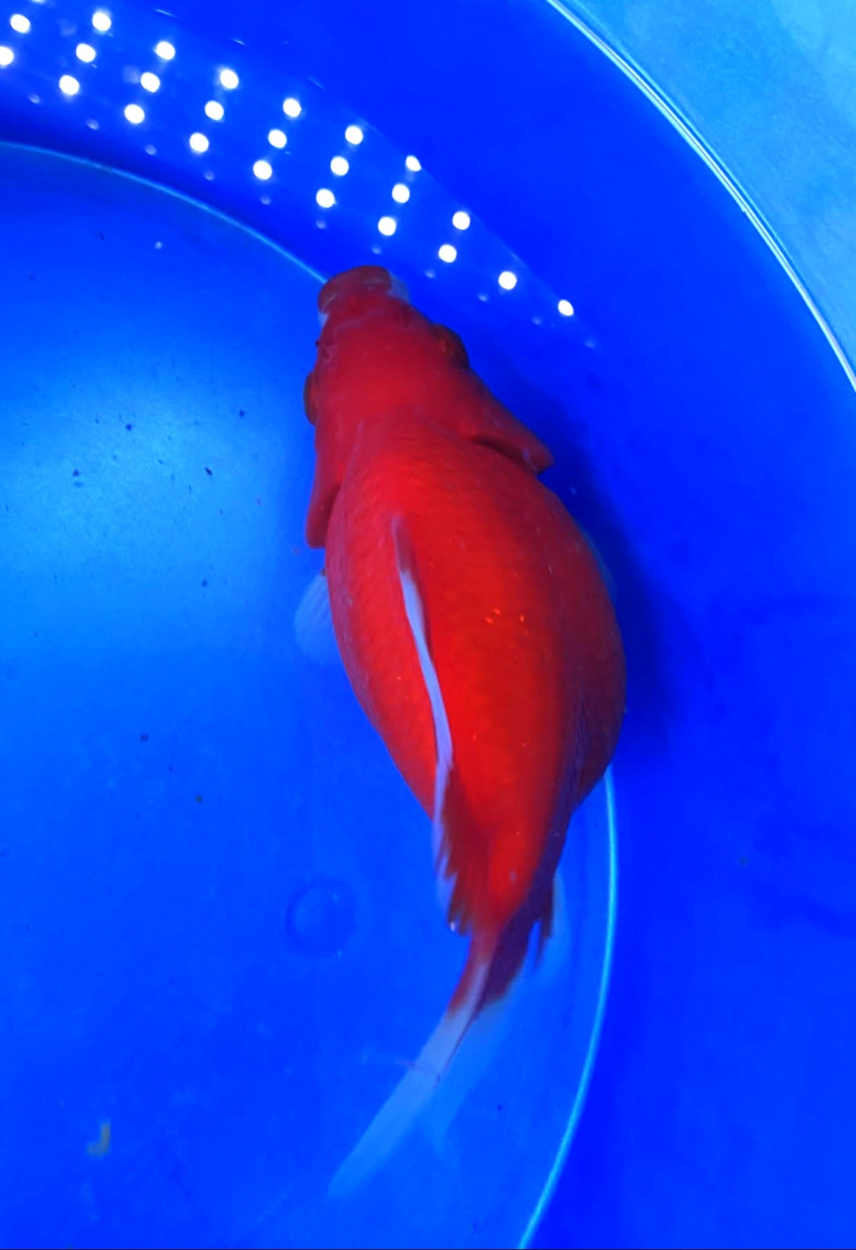HQ Snow White Super Red Tamasaba 5-6 in D