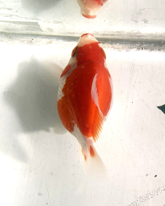 Jumbo Tamasaba Goldfish J