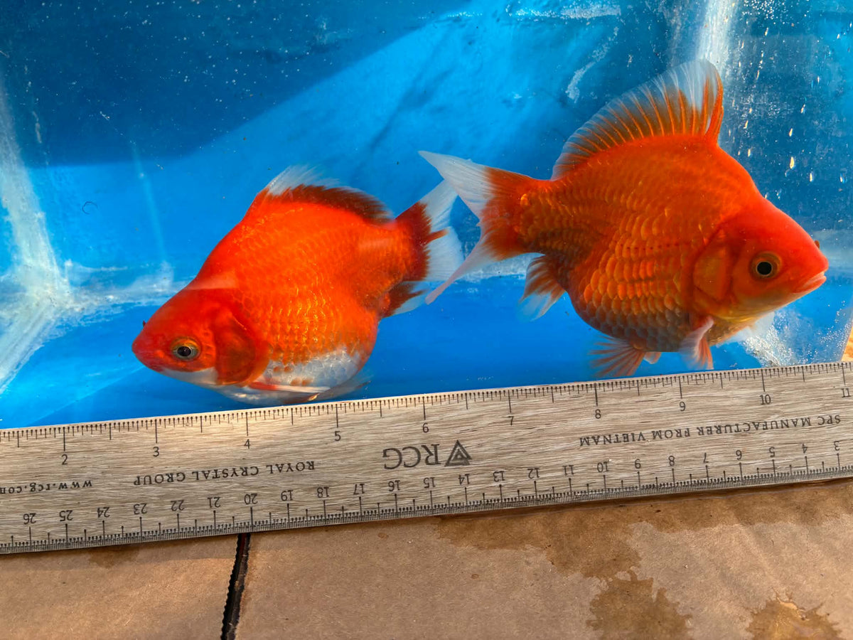 2 Red White Tamasaba Goldfish 3-4 Inch E