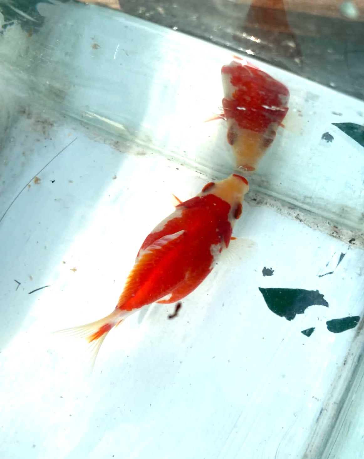 Jumbo Tamasaba 1 Year Old L