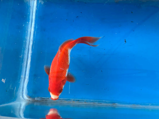 Red White Tamasaba Goldfish 3-4 Inch V