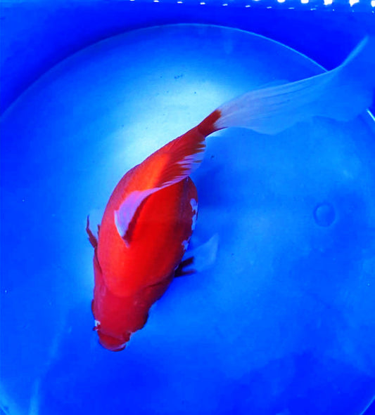 HQ Red/White Tamasaba 5-6 in Male K