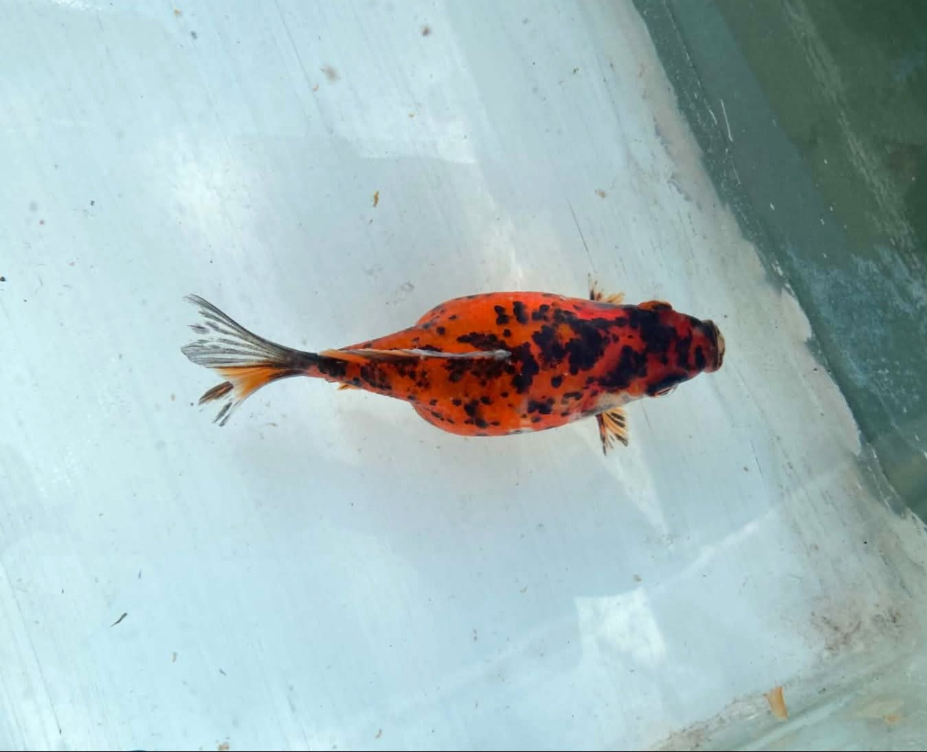 Jumbo Tamasaba 1 Year Old F