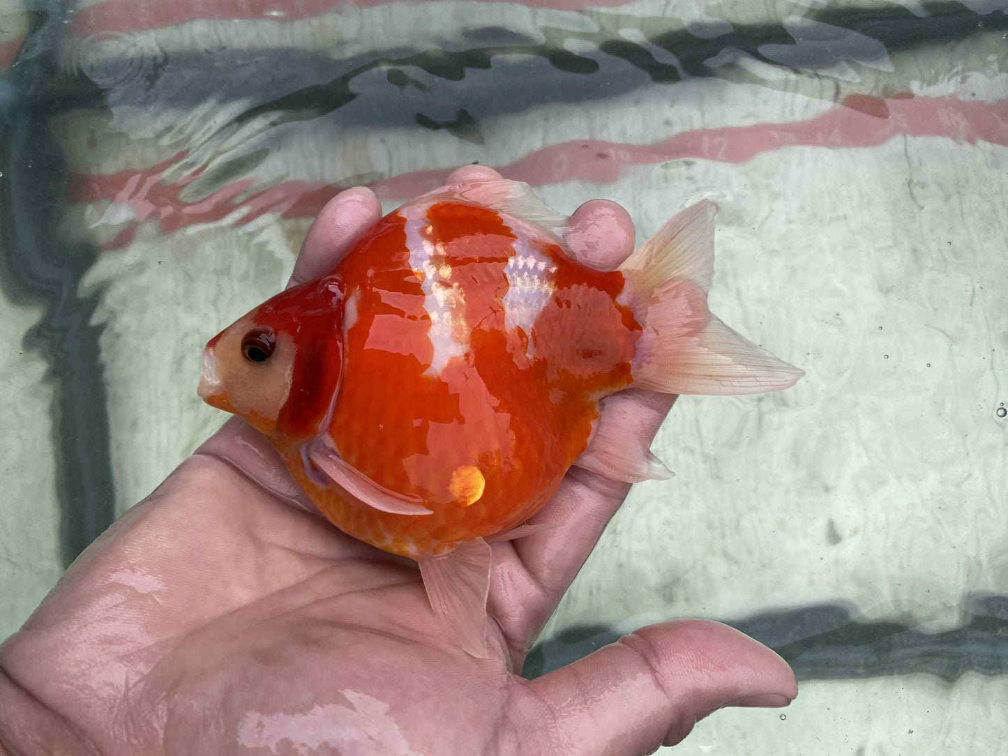NND 2-3 Years Old Red/White Tamasaba 5-6 in M