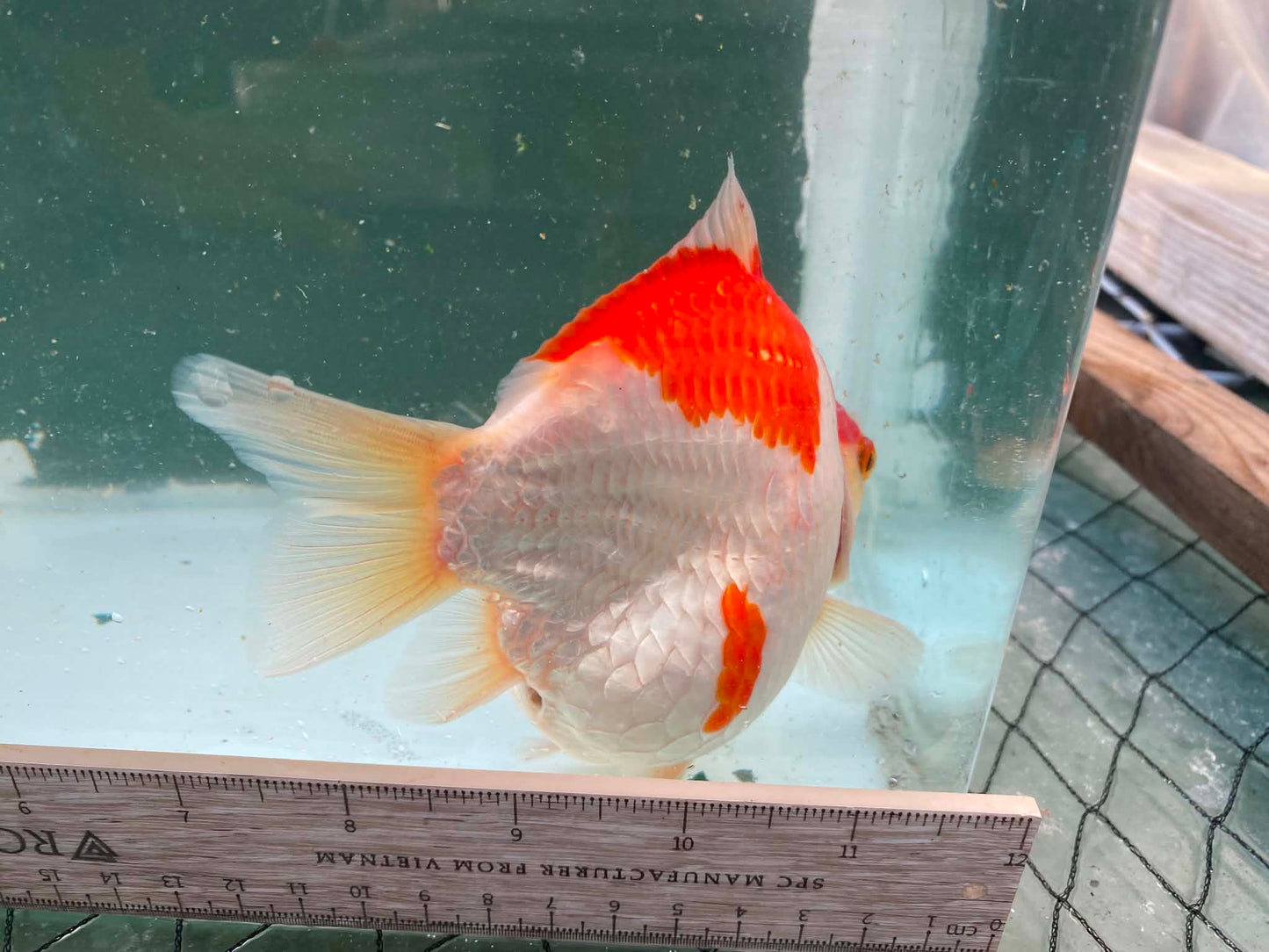 Super Red White Tamasaba 1 year Old B