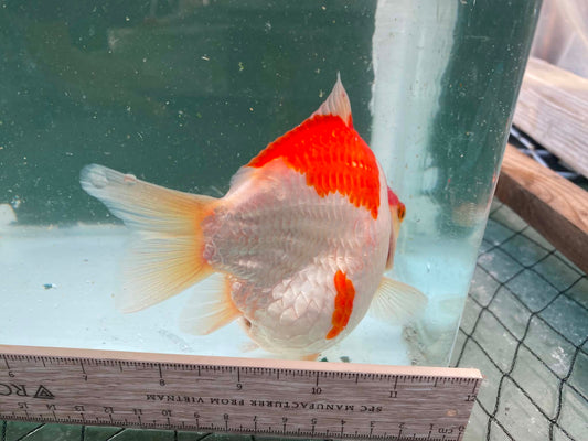 Super Red White Tamasaba 1 year Old B