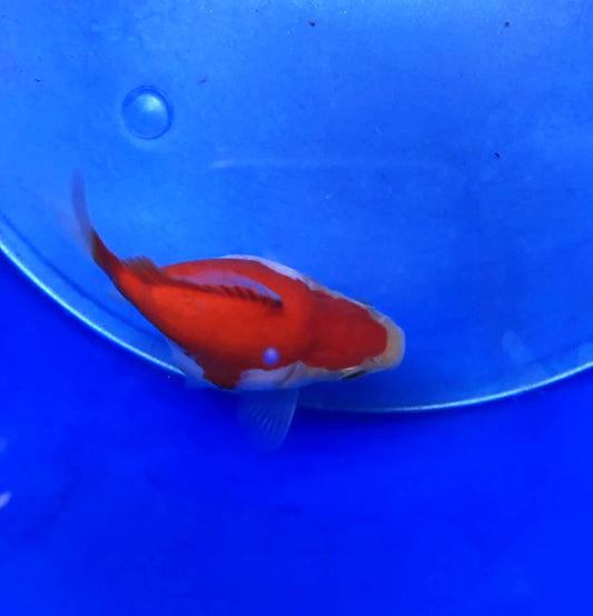 Jumbo Tamasaba Goldfish (8month old) 2-3 inch B