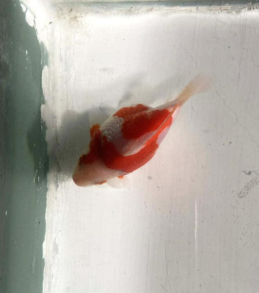 Jumbo Tamasaba Goldfish N