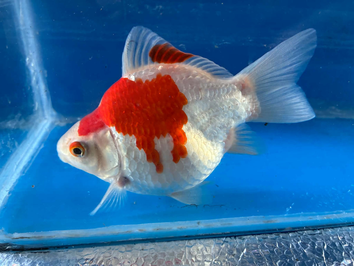 Red Tamasaba Goldfish 4-5 Inc F