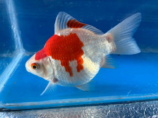 Red Tamasaba Goldfish 4-5 Inc F