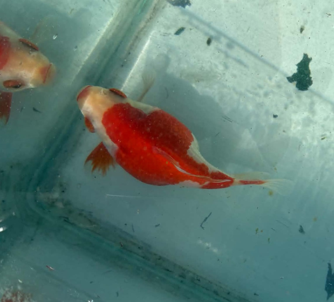 Red White Tamasaba 1 Year Old W