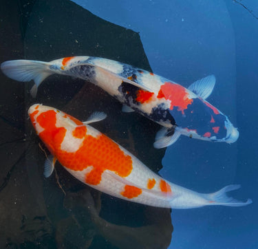 Midori Fish Farm