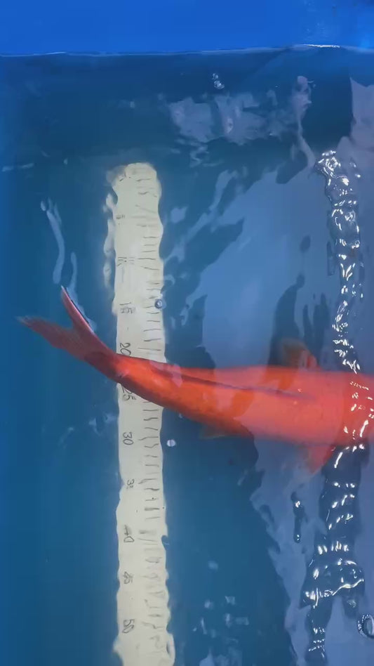 Karashi 1-2 years old 18 inch