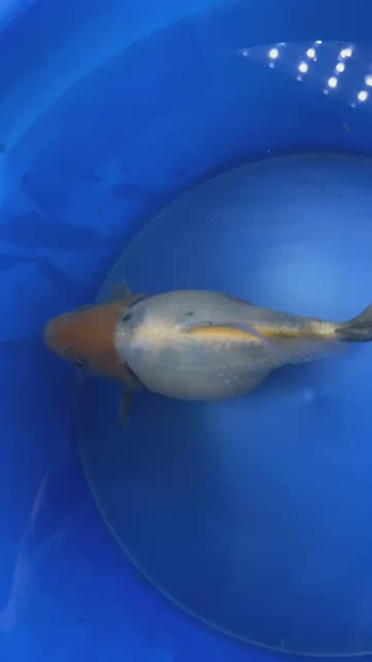 Tri-Colors Tamasaba 5-6 in M N