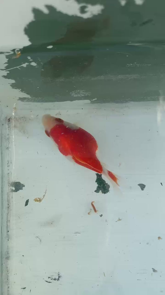 Red White Tamasaba 1 Year Old I