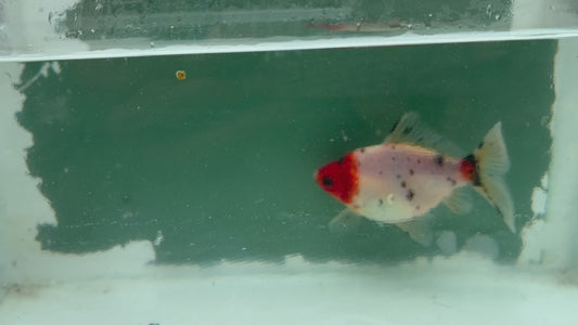 Tricolor Tosai Tamasaba 1 Yr Old Female U