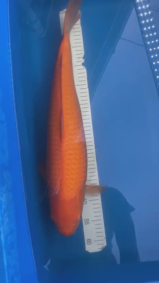 Dainichi Yellow Monkey Karashi 2-3 Years Male 21 inch