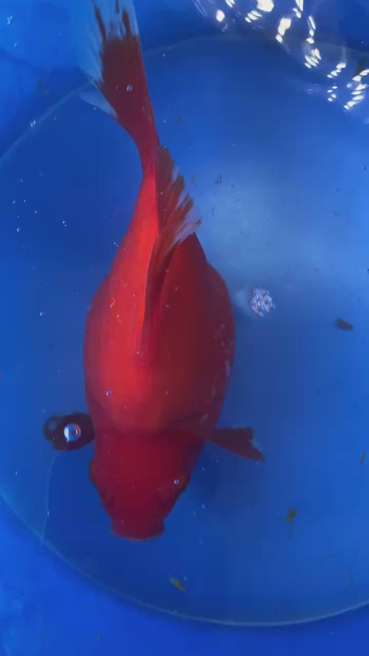 All Red Beni Tamasaba 5-6 in H