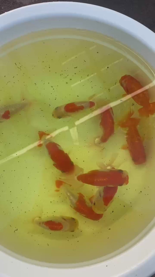Japanese Top View Ranchu 10