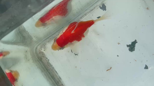 Red White Tamasaba 1 Year Old K
