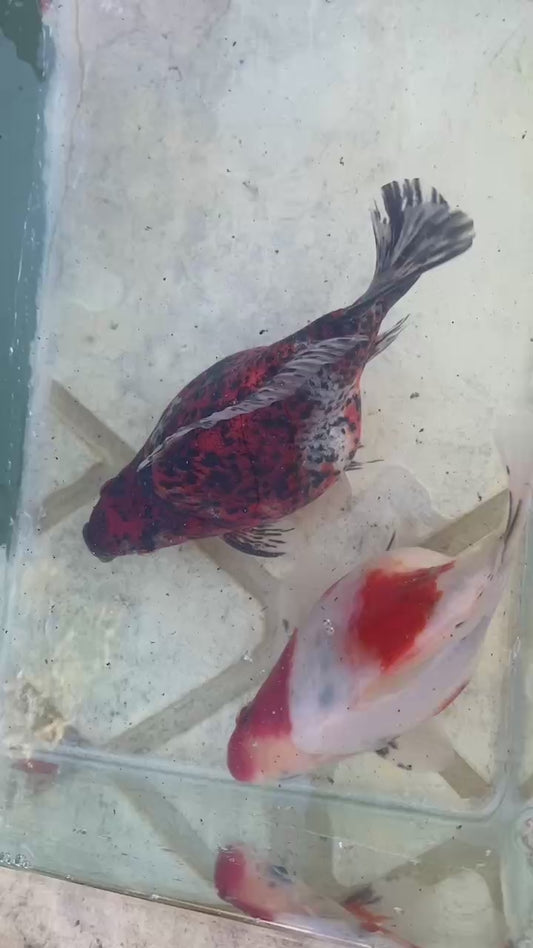 2 NND 2-3 Years Old  Tricolors Tamasaba 5-6 inch