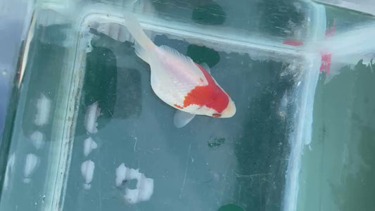 Jumbo Tamasaba Goldfish F
