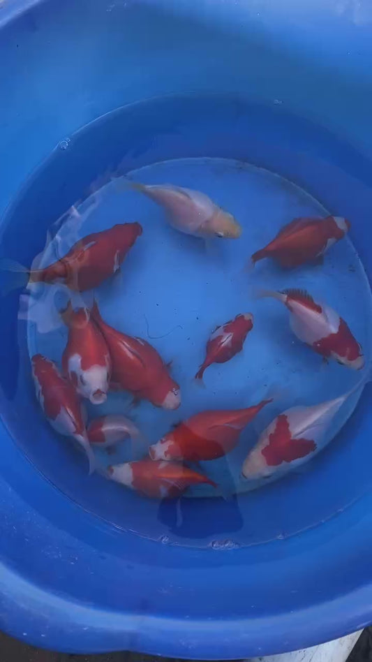 Young Tamasaba (Jumbo)