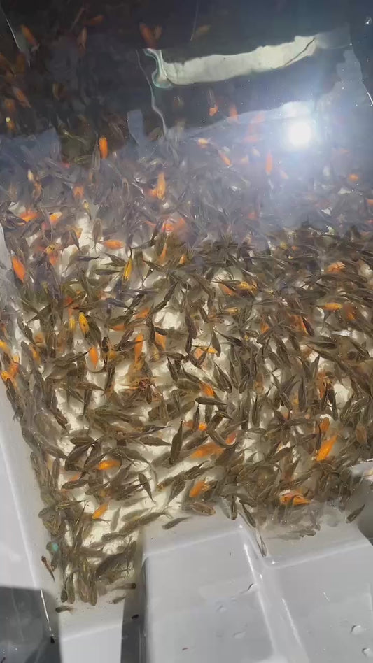 100 Tamasaba Goldfish Fries (+20 bonus)