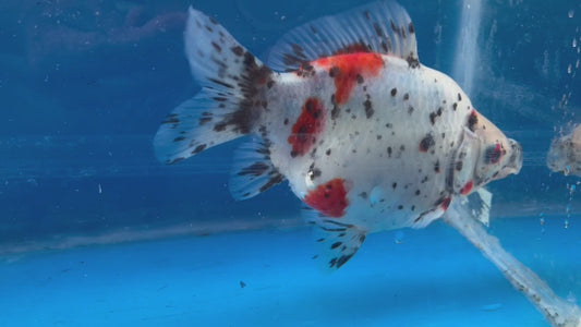 Calico Tamasaba Goldfish 6-7 Inch Female