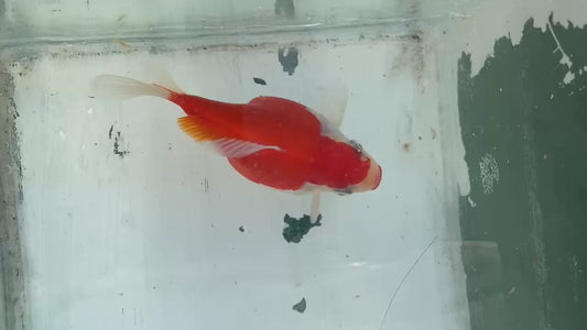 Red White Tamasaba 1 Year Old E