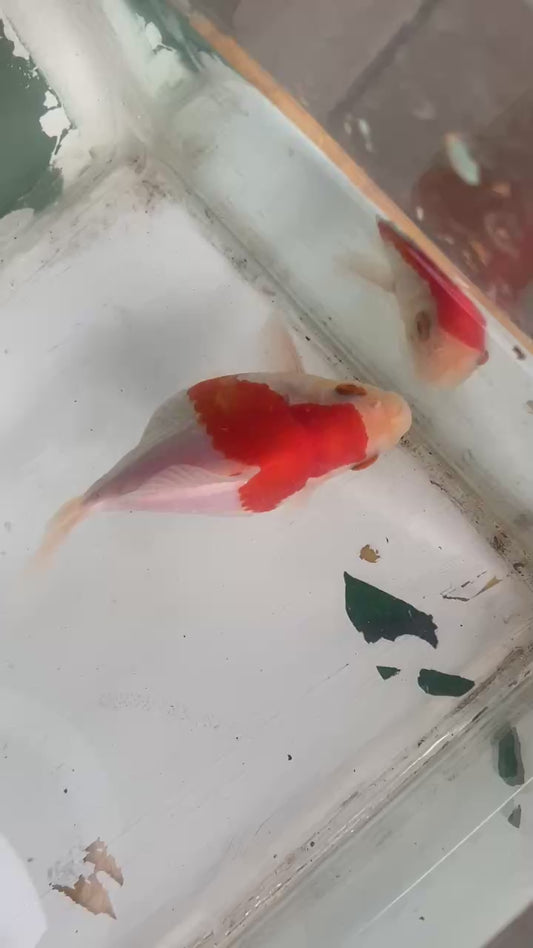 Red/white Tamasaba Goldfish E